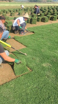湖南益陽草皮、益陽綠化草坪價格、長沙馬尼拉草坪種植公司