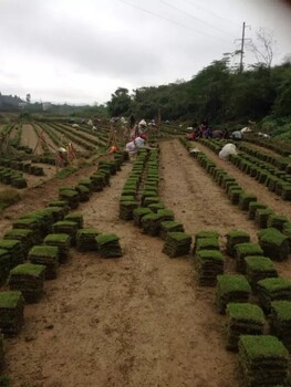 永州草皮种植销售基地，永州草皮多少钱一平方