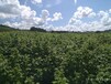 雙季黃樹莓,大果雙季型當年結果苗批發供應