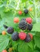 供應美國黑樹莓苗