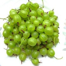 供应彩虹灯笼果苗,苗高30-100cm图片