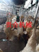 浙江麻鸭屠宰设备鸡鸭鹅自动宰杀生产线鸭子屠宰成套设备