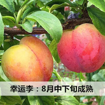 幸運李子苗出售基地