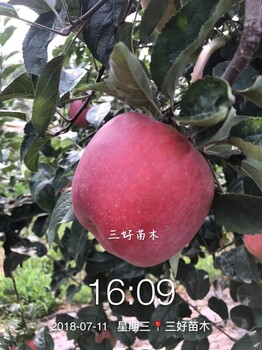 魯麗蘋果樹苗發(fā)展前景