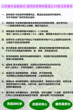 澳洲红肉李子苗具体表现情况怎么样