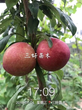 美國蛇李李子苗貨源充足