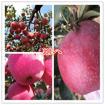 煙八蘋果苗山東地區(qū)銷售