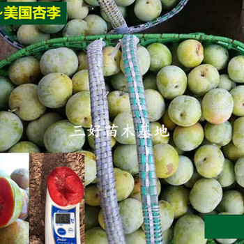 早熟品種味帝李子苗選擇正規(guī)單位放心