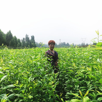 风味皇后李子苗良心基地