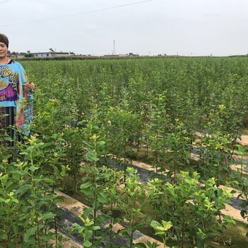 美國蛇李李子苗種植條件