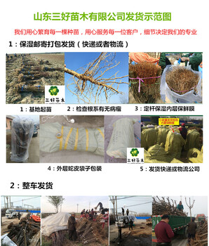 風(fēng)味皇后李子苗種植范圍