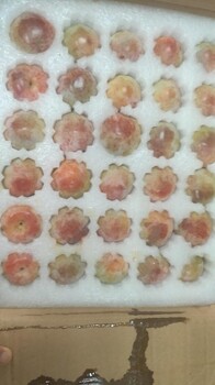 味帝李子苗零售價(jià)格