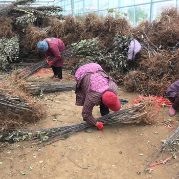 西梅藍(lán)蜜李子苗零售開始