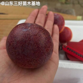 國(guó)峰7號(hào)李子苗品種特點(diǎn)以及種植條件