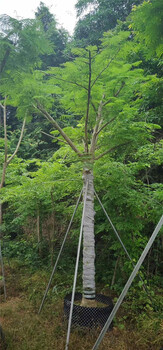 云南曲靖鳳凰木供應(yīng)商云南曲靖鳳凰木基地價格動態(tài)