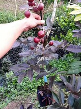 广西灵山红皮龙眼苗-国外引进品种-红皮龙眼苗零售批发