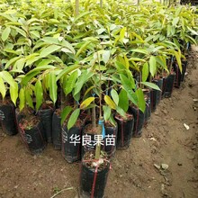 广西灵山金枕榴莲苗零售批发-猫山王榴莲苗零售批发