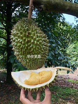 泰國榴蓮苗金枕榴蓮苗貓山王榴蓮苗零售批發(fā)