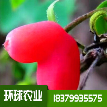 相思果樹苗多少錢一棵愛情果杈把果基地直發(fā)