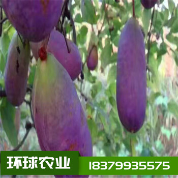 环球农业提供的八月瓜紫宝二号苗基地直发