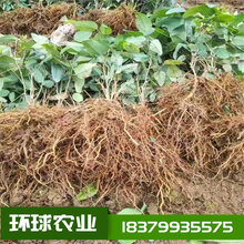 八月瓜怎么种植八月瓜种植前景怎么样八月瓜苗供应图片