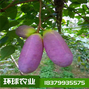 提供八月瓜紫寶二號苗八月炸兩年苗提供技術(shù)指導(dǎo)