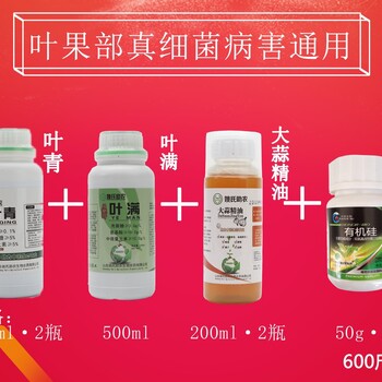 葉青+大蒜精油治療芒果角斑病效果佳