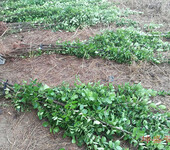 北海道黄杨绿篱苗多少钱,1-3米北海道黄杨价格