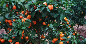 玉溪大量批发血橙树苗图片3