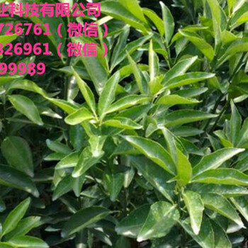 迪慶哪里有脫毒夏橙苗賣呀