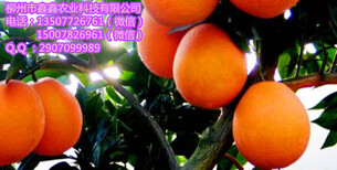 衡阳世纪红柑桔苗价格多少钱图片4