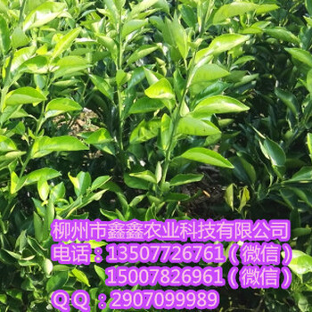 防城港脆蜜金柑出售&防城港脆蜜金柑具體多少錢一棵&防城港供應大量脆蜜金柑苗？