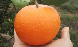 南宁脐橙树苗价格多少钱一棵？图片5