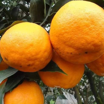 南宁脐橙树苗价格多少钱一棵？