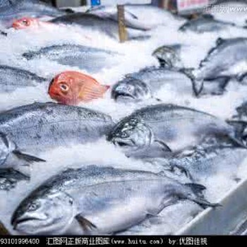 青岛港进口冷冻大黄鱼报关，进口海鲜清关有哪些要求？