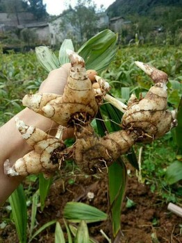 种植白芨，投资少，收益高，地域不限，易成活