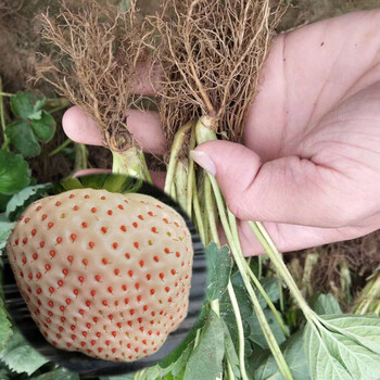 达州美十三草莓苗栽培