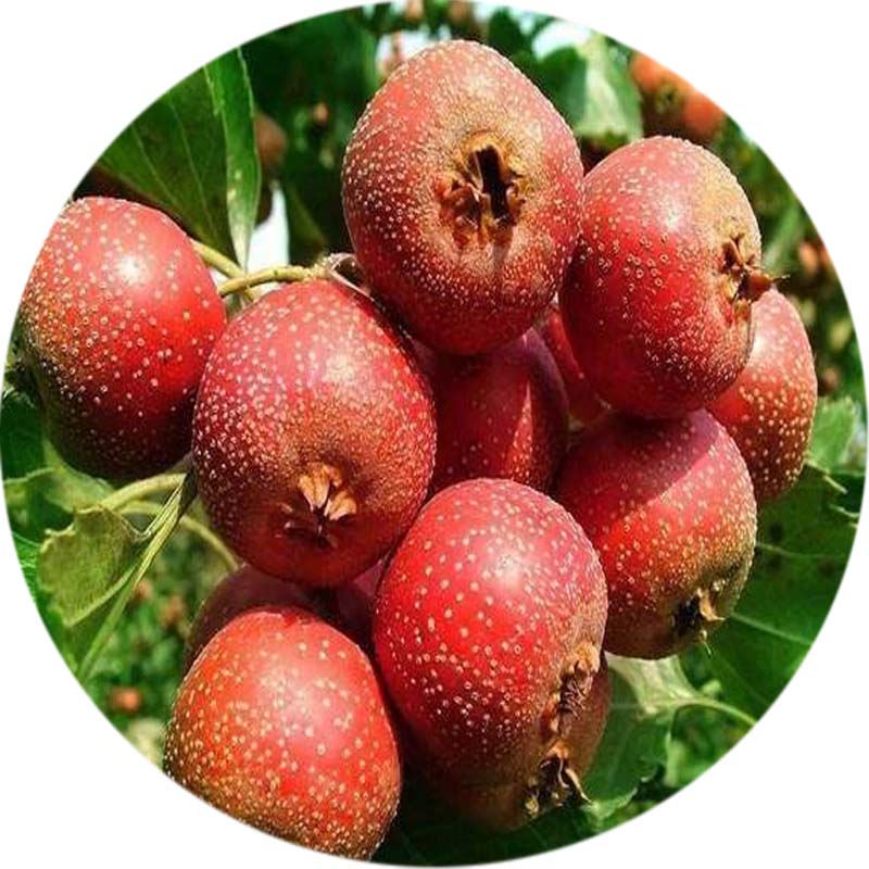 2018年歪把紅山楂樹(shù)澳門歪把紅山楂樹(shù)幾年掛果