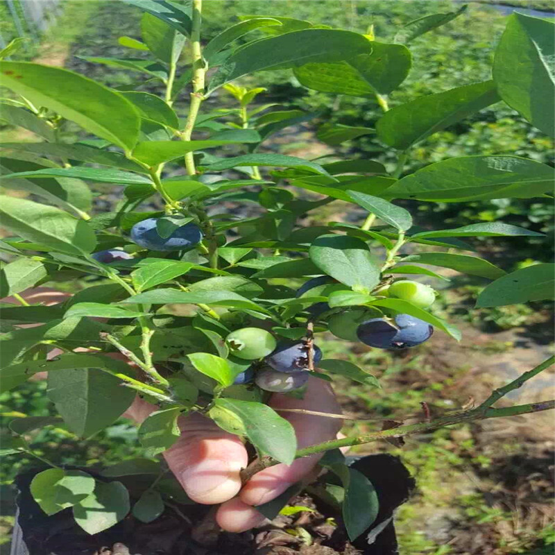四川興文兔眼藍(lán)莓苗一畝栽植多少根