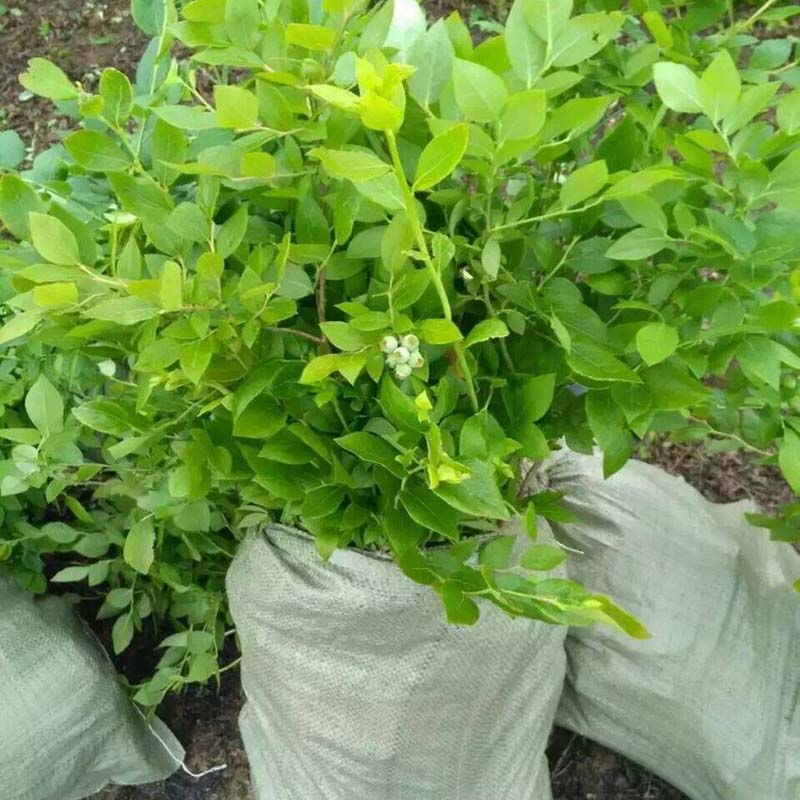 河北興隆喜來(lái)藍(lán)莓苗包成活的廠家