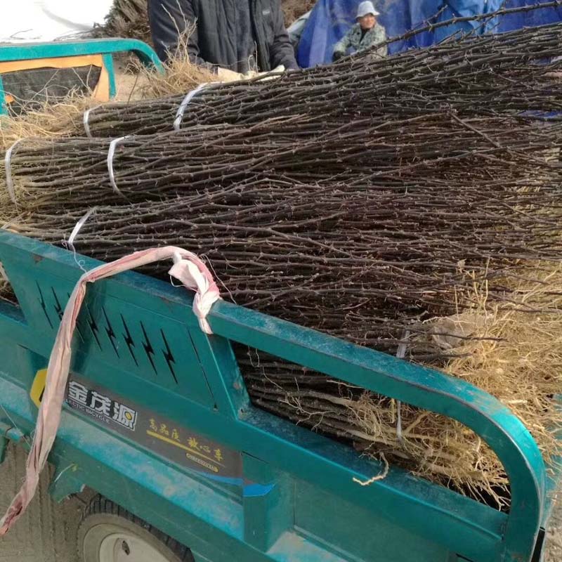 新宁-晚熟豆椒花椒树苗质优—1米高花椒树苗基地出售