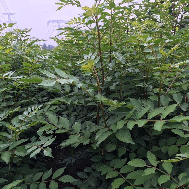 北京小花花椒树一亩栽植多少棵哪里卖花椒树苗一亩栽植多少棵