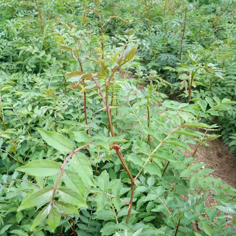 东辽-出售密果花椒树苗管理—1米高花椒树苗基地出售