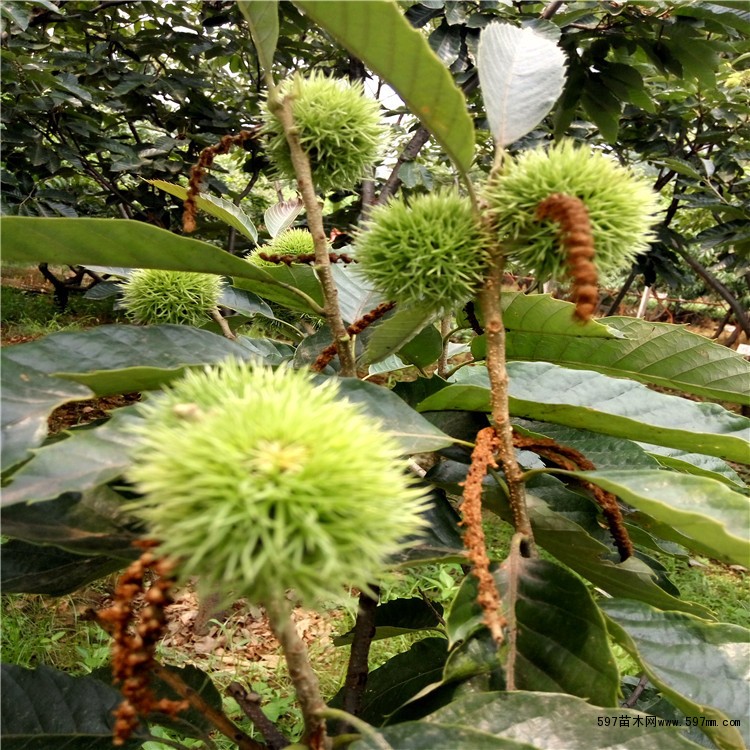 板栗樹下面養(yǎng)雞可以嗎淺刺大板栗苗
