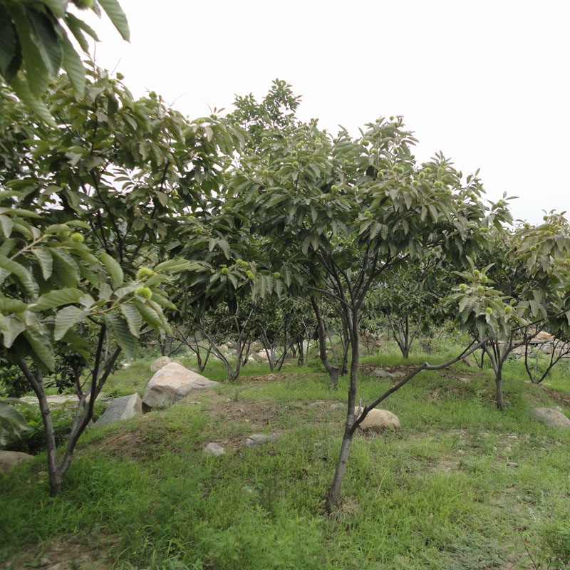 早熟薄壳板栗树四川薄壳板栗树多少钱一棵