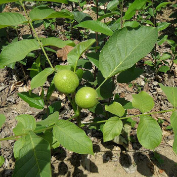 能運(yùn)輸?shù)暮颂移贩N新中苗木價(jià)格優(yōu)惠