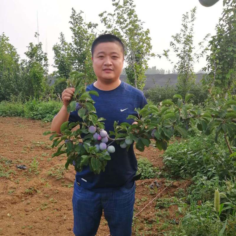 西丰-地栽黄奈李李子树苗品种—2年生李子树苗现挖现卖