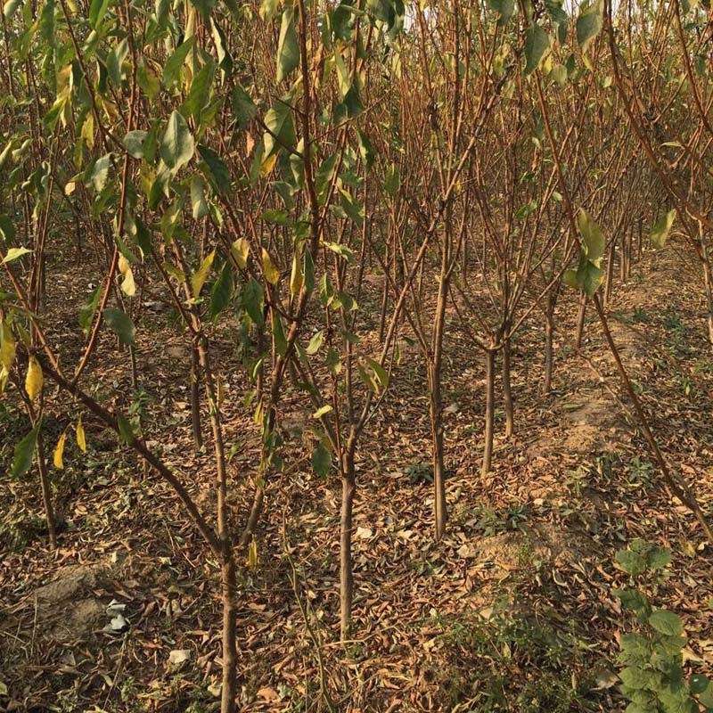 省李子树苗黑李子苗种植高产技术