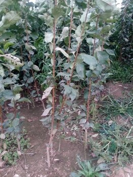 丰宁-3公分美国大红李子树苗品种—2年生李子树苗现挖现卖