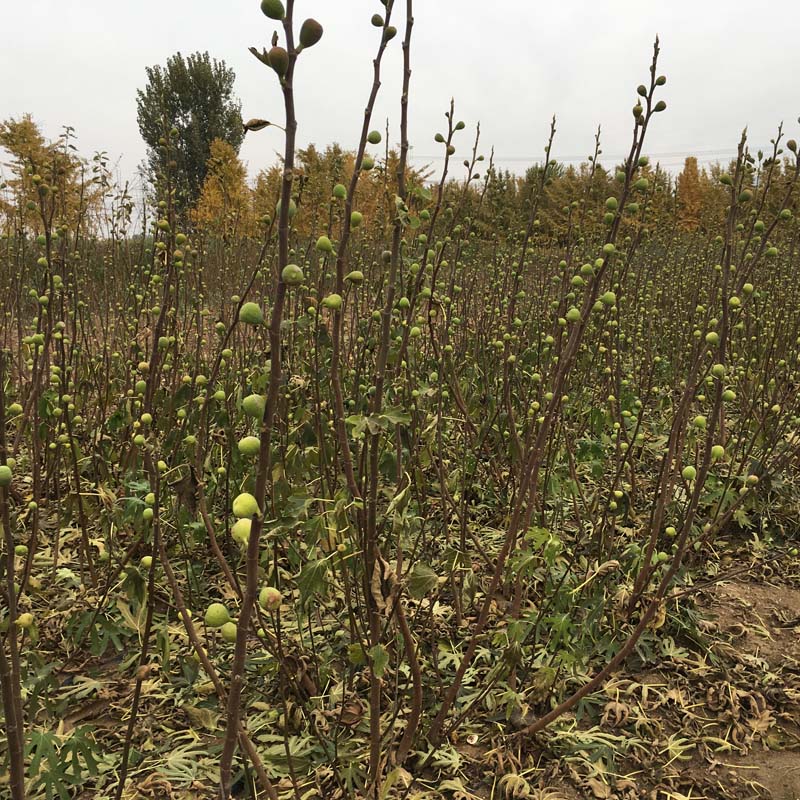 波姬红无花果树一亩种植多少棵、北方无花果苗